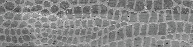 Artistic Etched Alligator Mosaic Tile